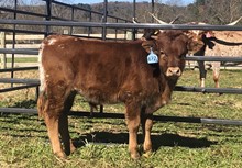 2020 BULL (LEGACY CHEX)