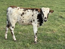 RCR Sebastians Darlings Heifer Calf