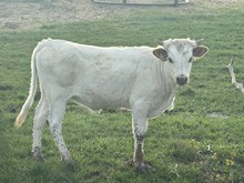 TS Commanders Mercedez Heifer